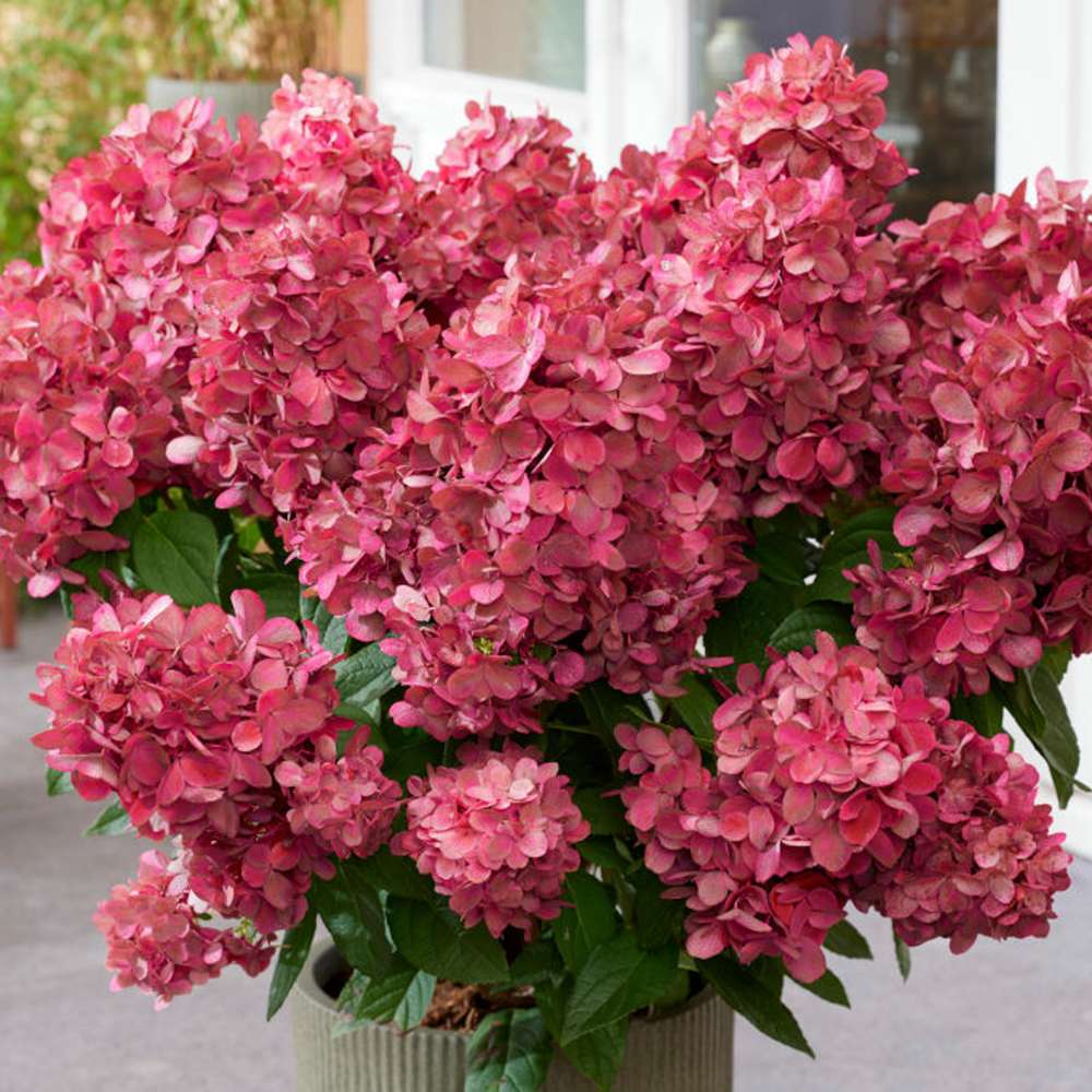 Hortensia 'Bonfire'